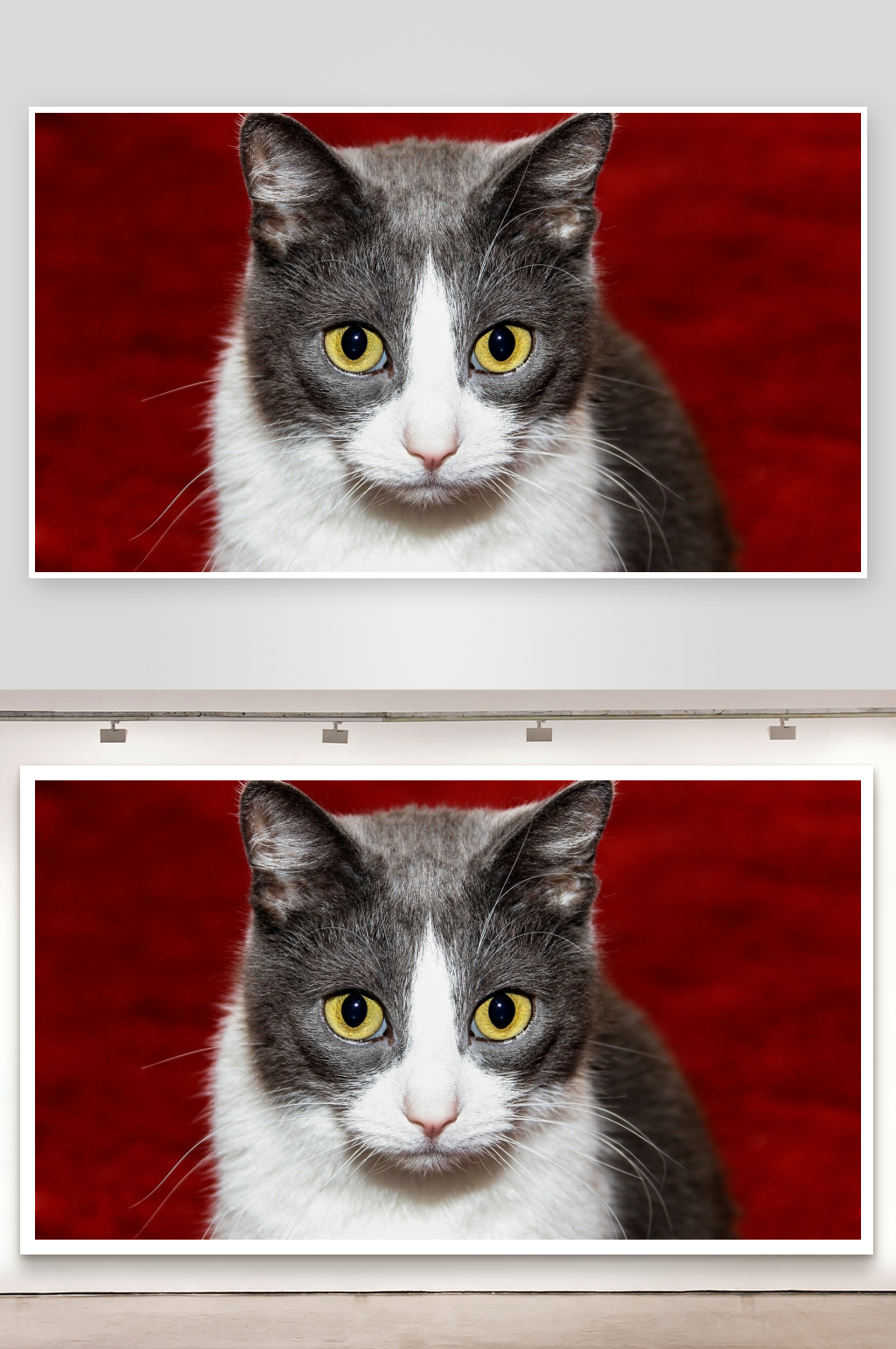 灰白相间猫咪特写素材