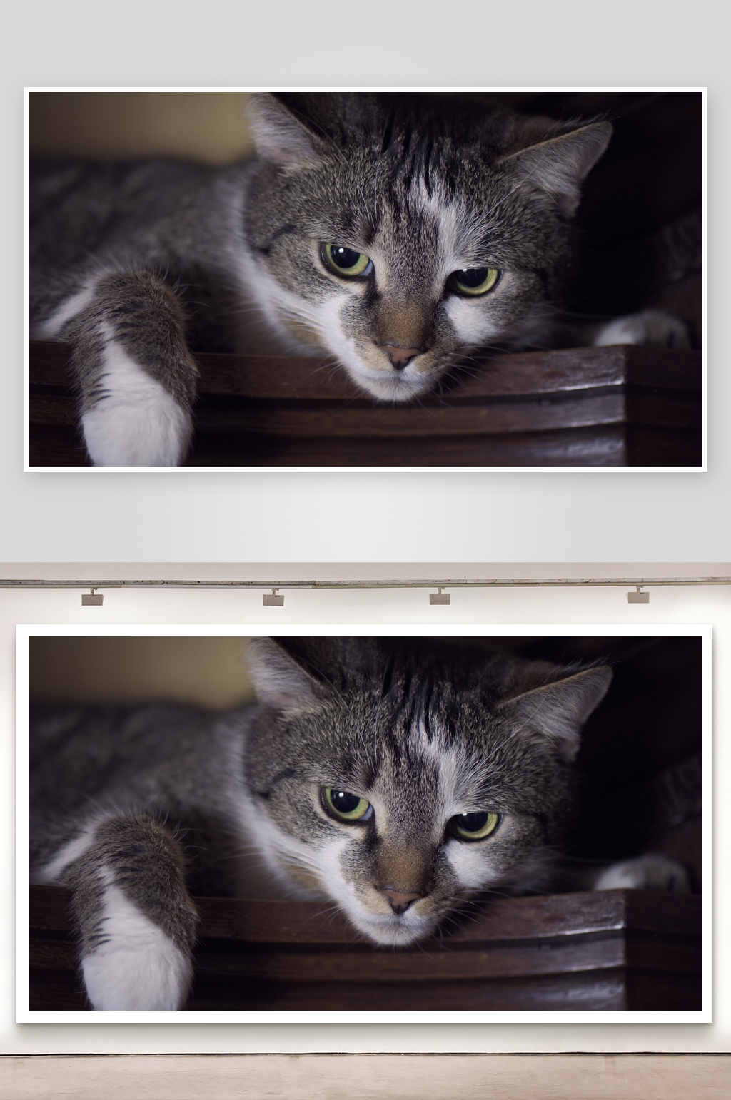 灰白虎斑猫静卧凝视素材