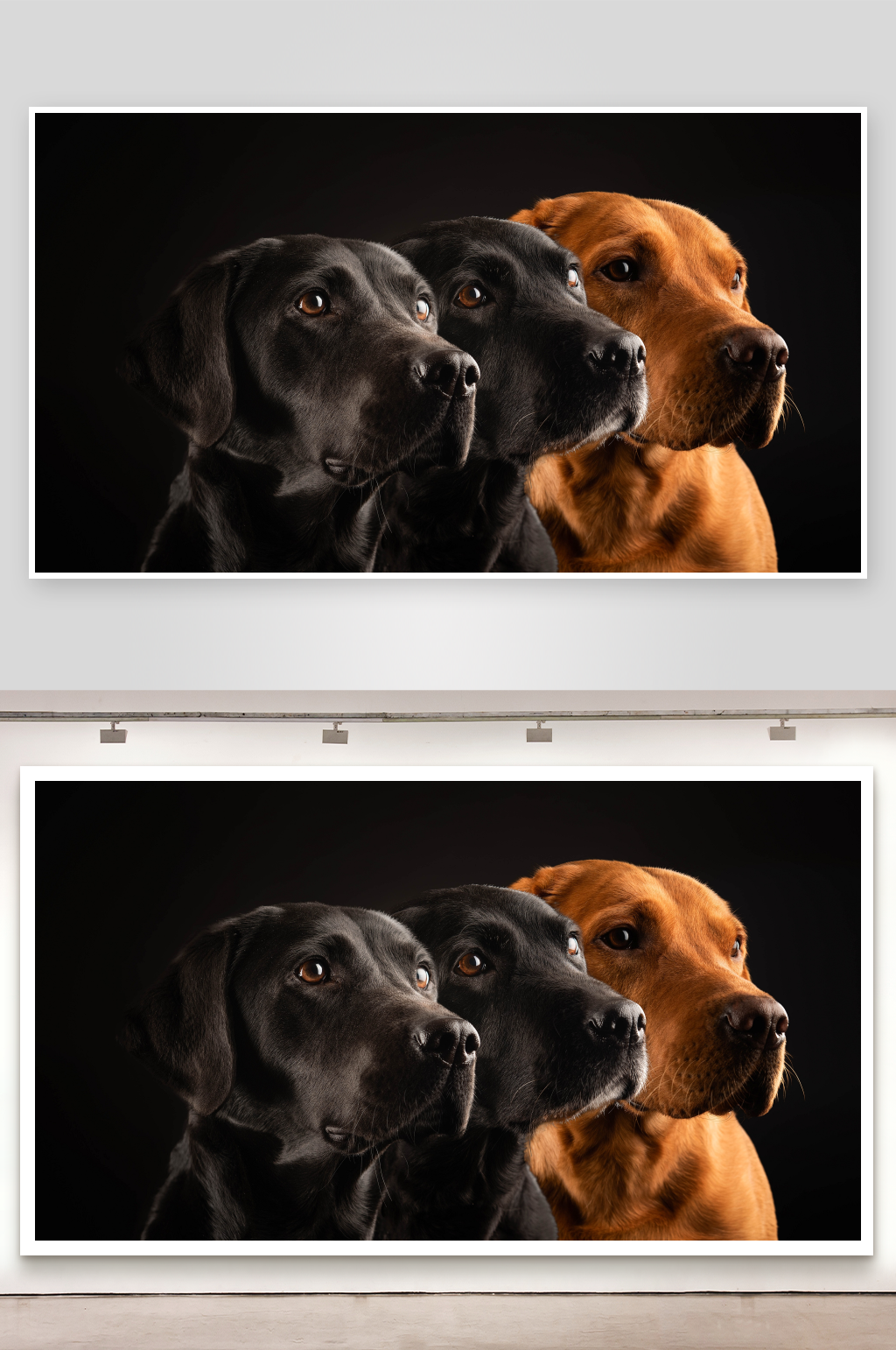 三只拉布拉多犬并排凝视素材