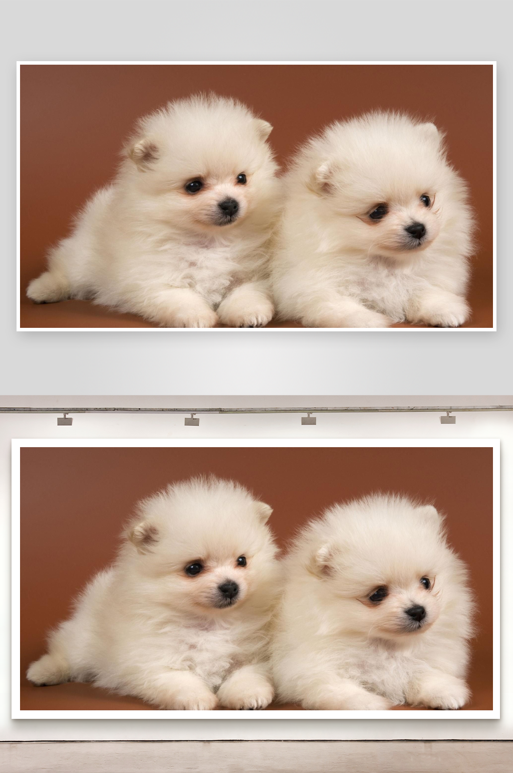 两只白色博美幼犬并排趴卧素材