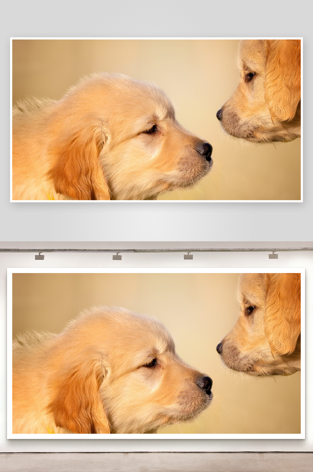两只金毛犬亲密对视素材