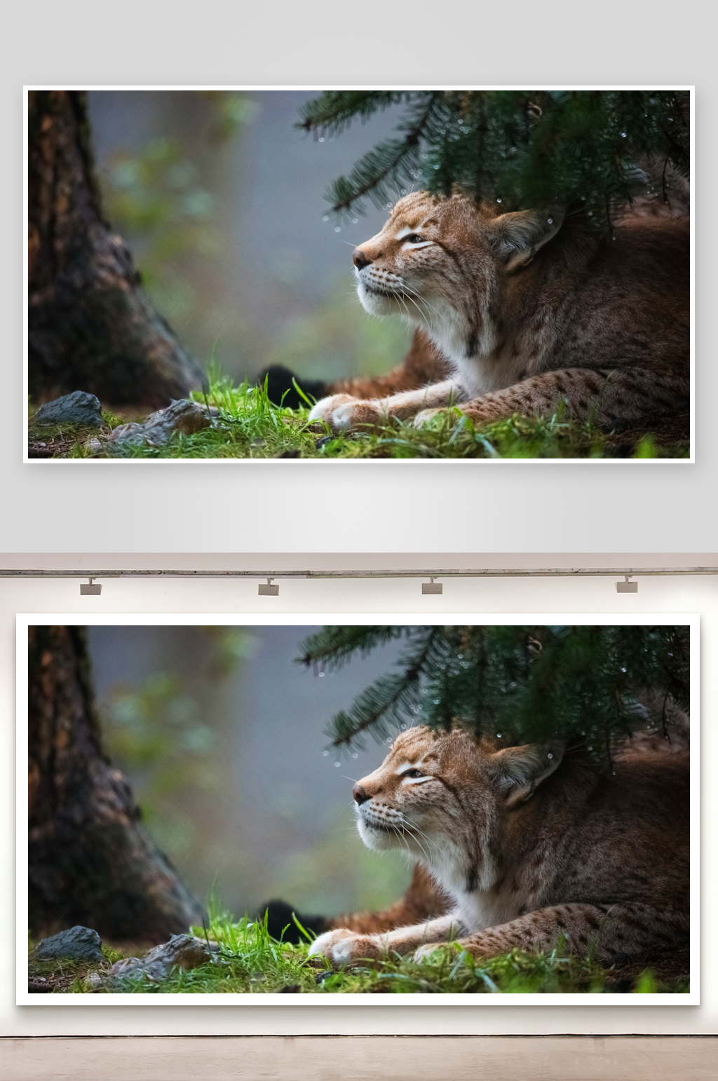 猞猁在森林中静卧素材