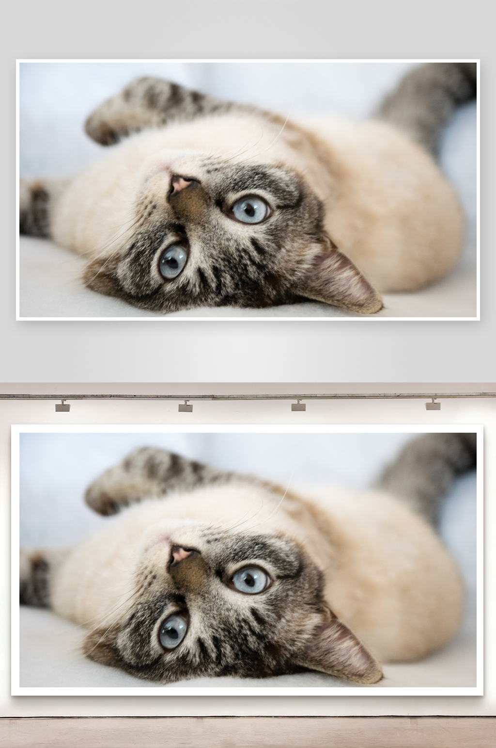 猫咪仰卧特写照片摄影素材