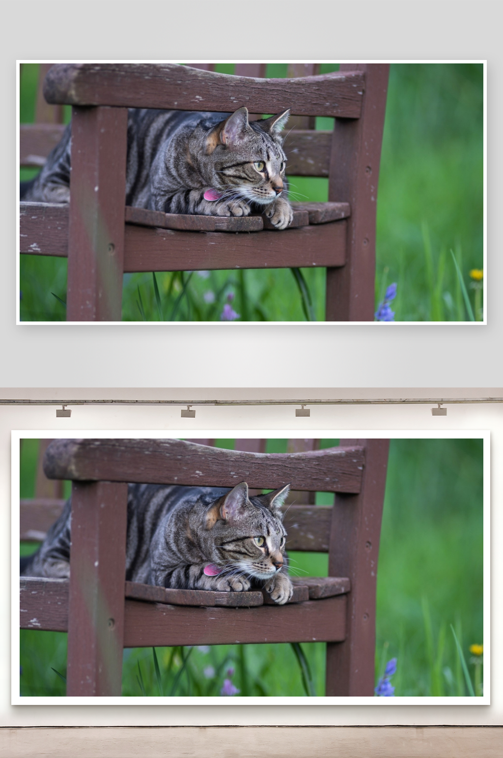 猫咪在木椅上休息素材