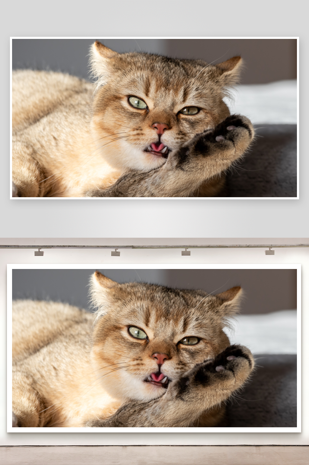 猫咪舔爪的可爱瞬间素材