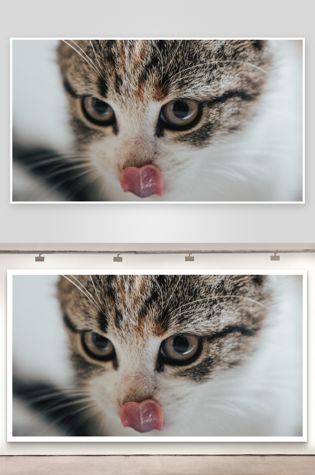 猫咪舔舐鼻子的特写素材