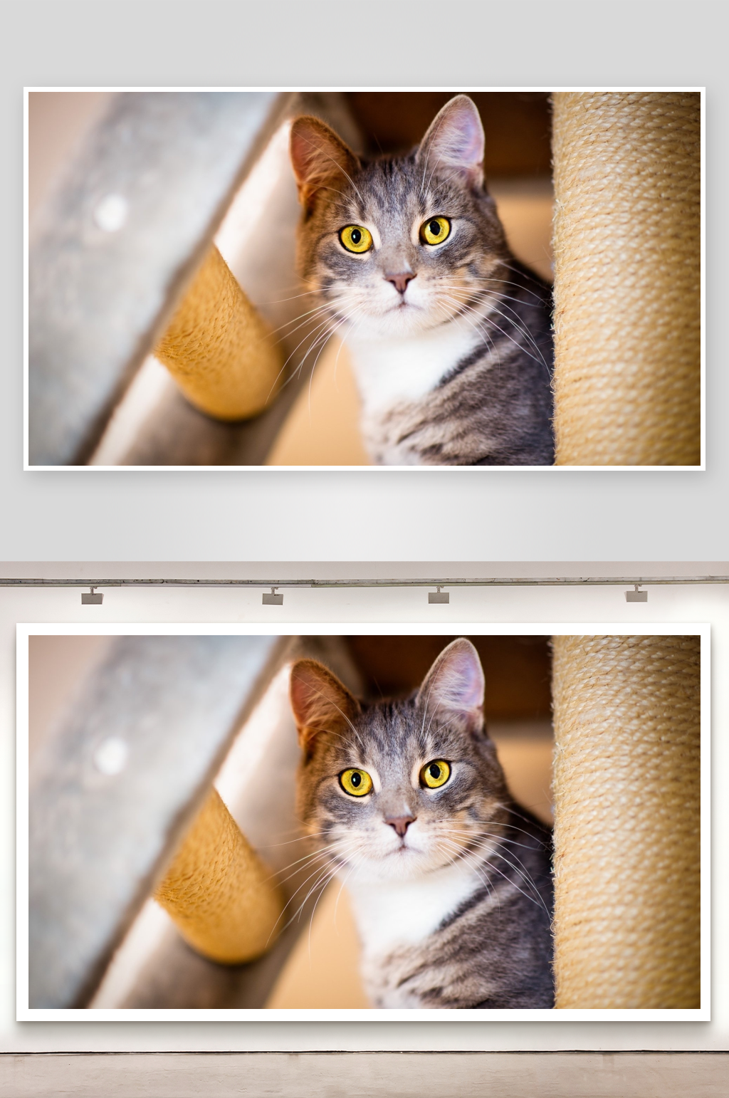 猫咪藏身猫爬架中凝视素材