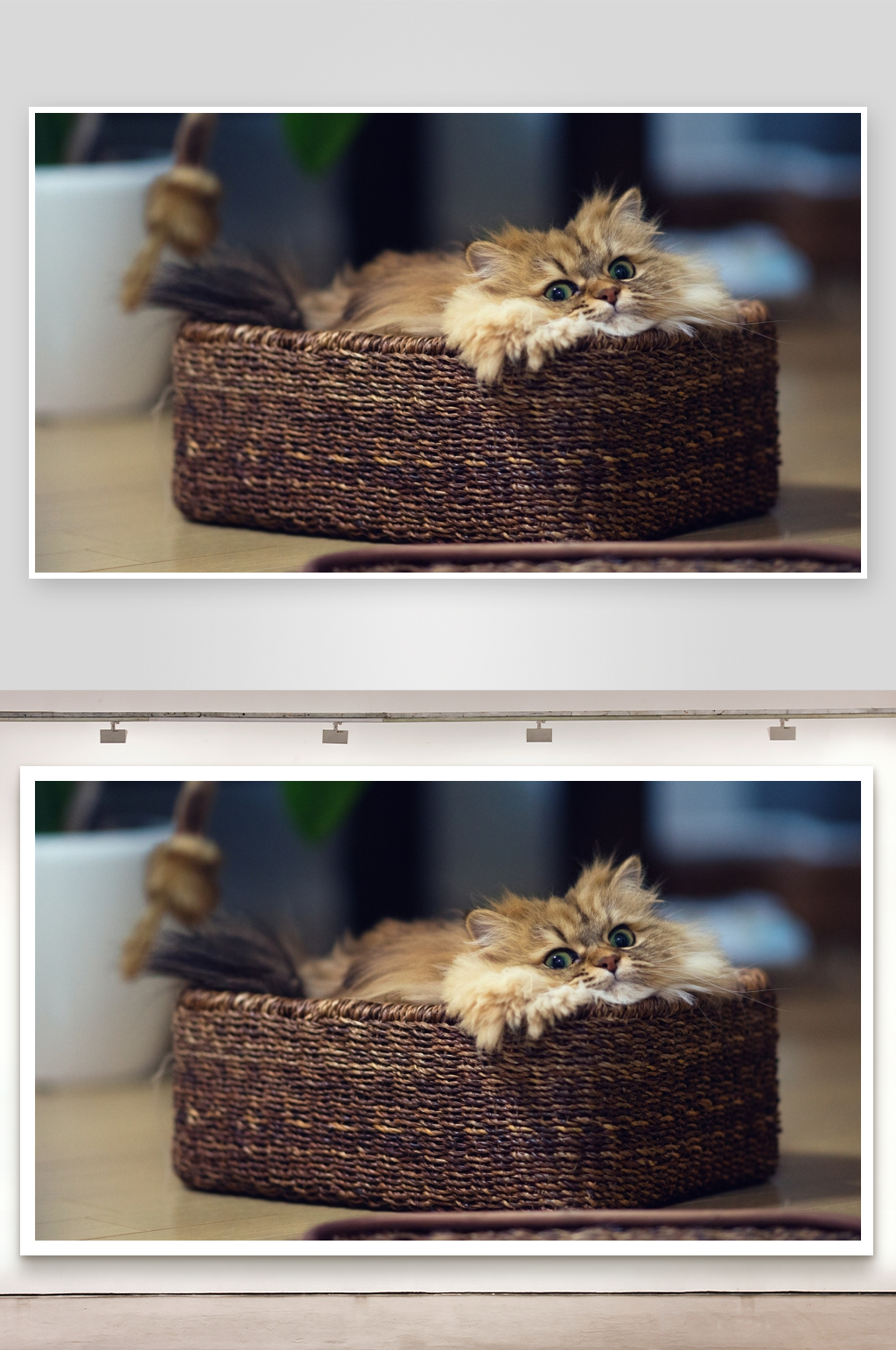 猫咪蜷卧在编织篮中素材