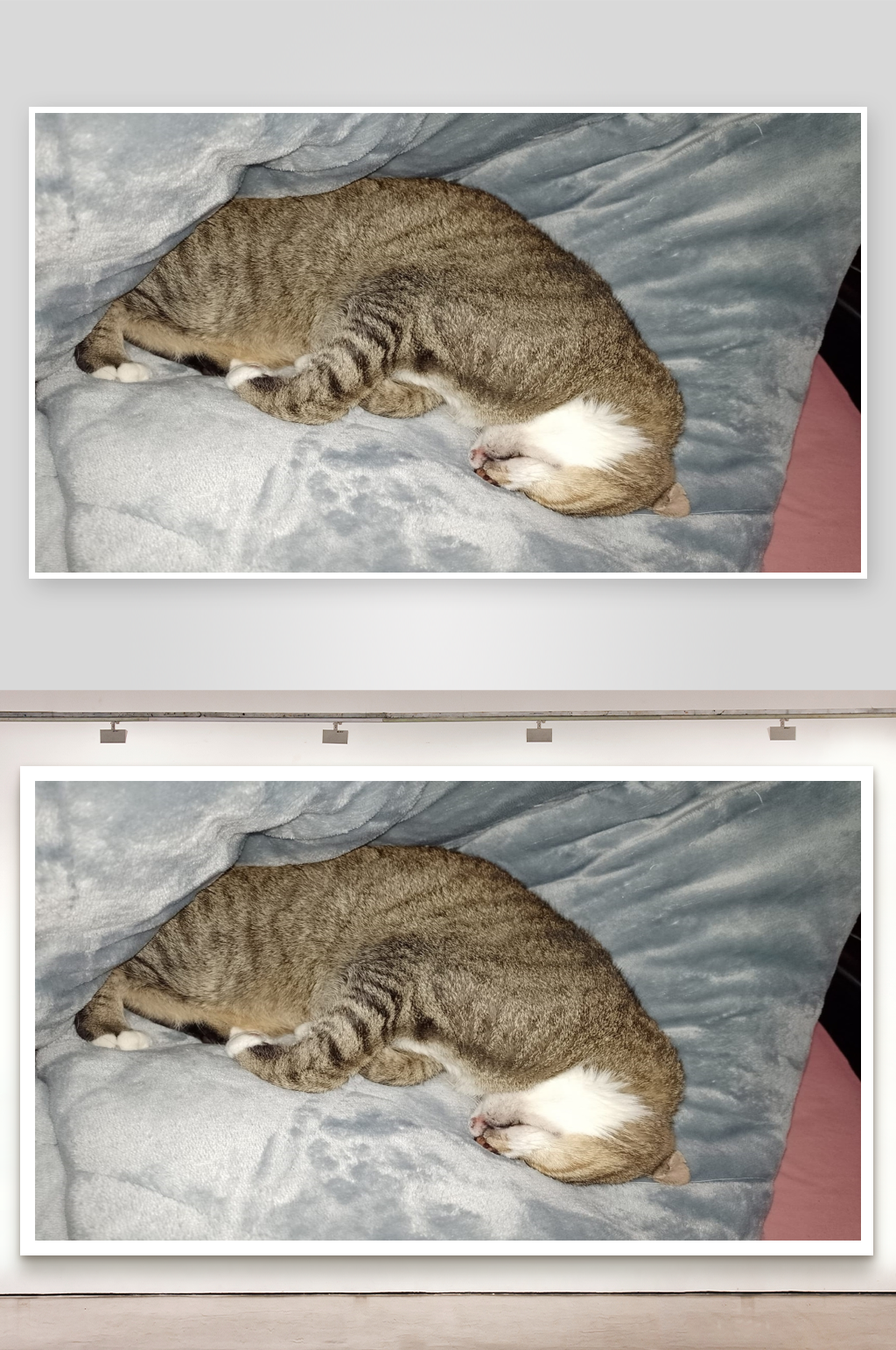 猫咪蜷缩在毯子上睡觉素材