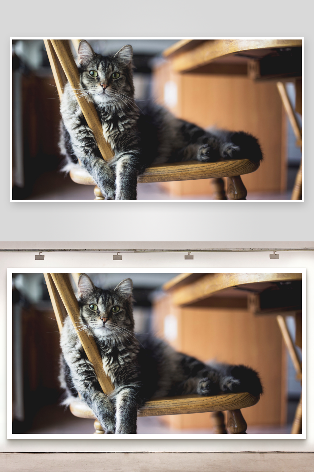 猫咪趴在木椅上休息素材