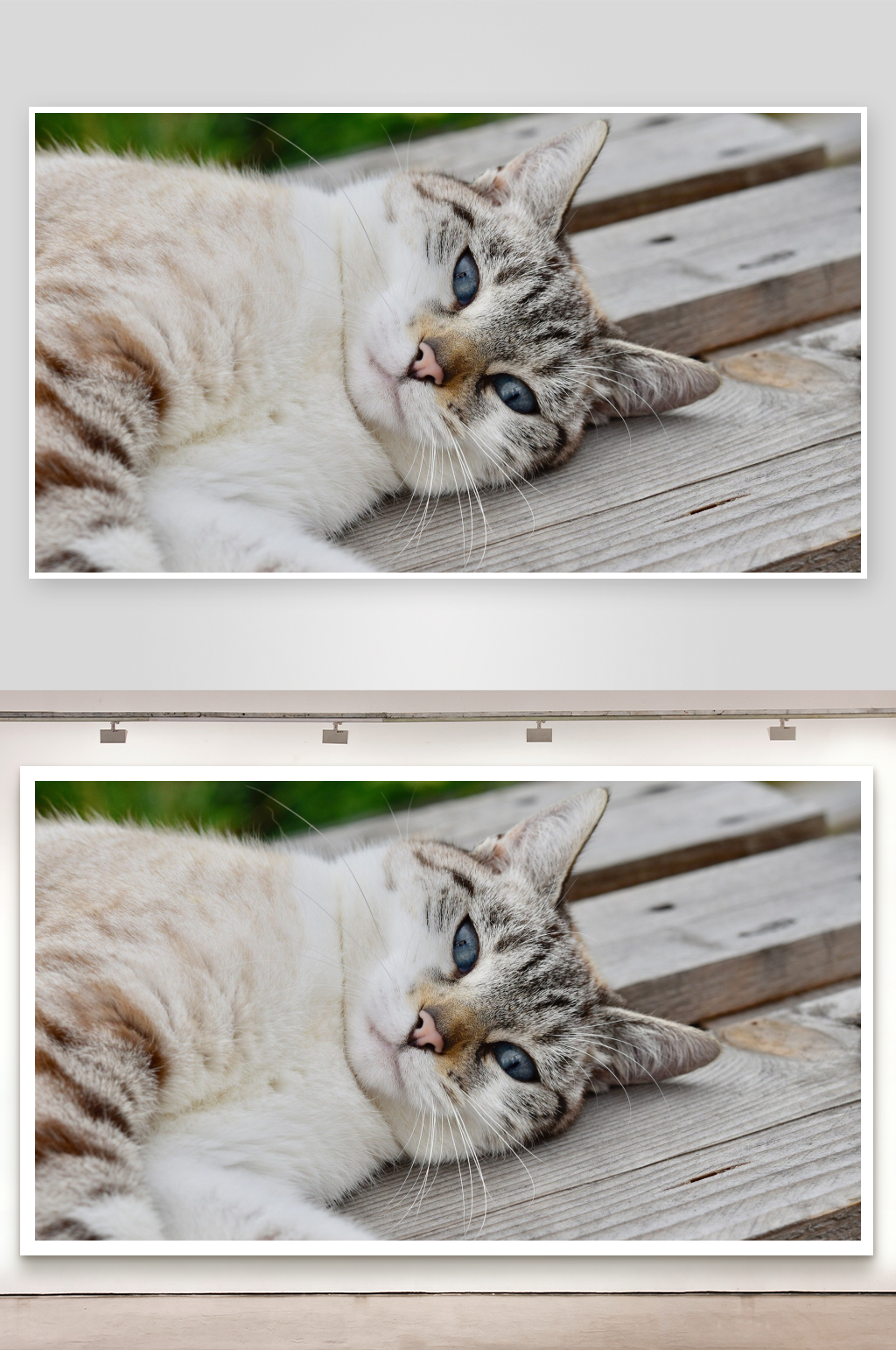猫咪躺在木板上休息素材