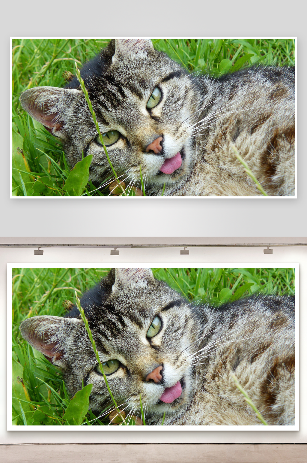 猫咪躺在草地上吐舌素材