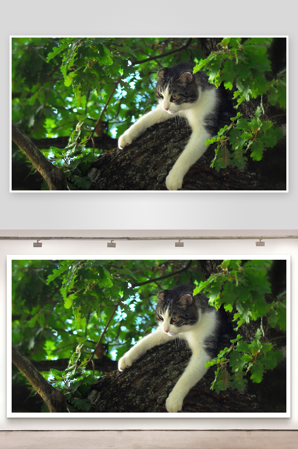 猫在树上休息照片摄影素材