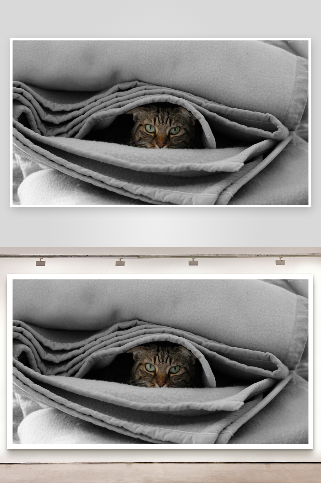 猫藏在灰色毯子中素材