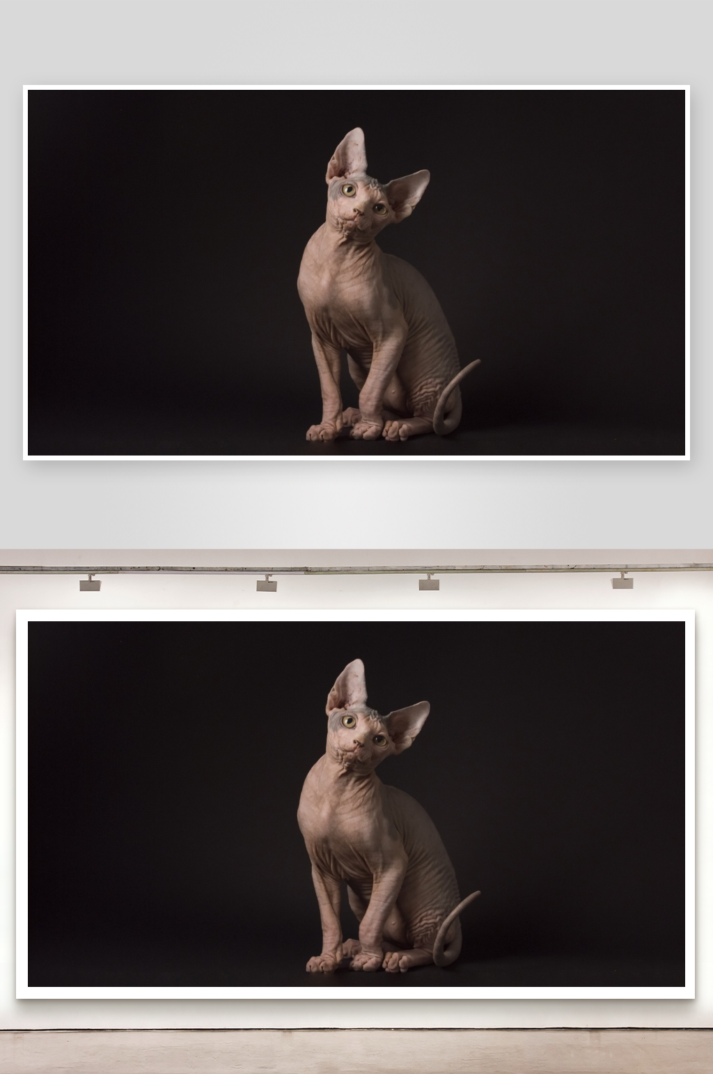 无毛猫静坐于暗色背景素材
