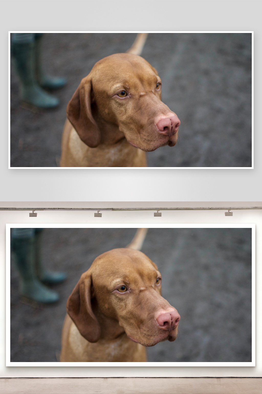 棕色猎犬侧脸特写素材