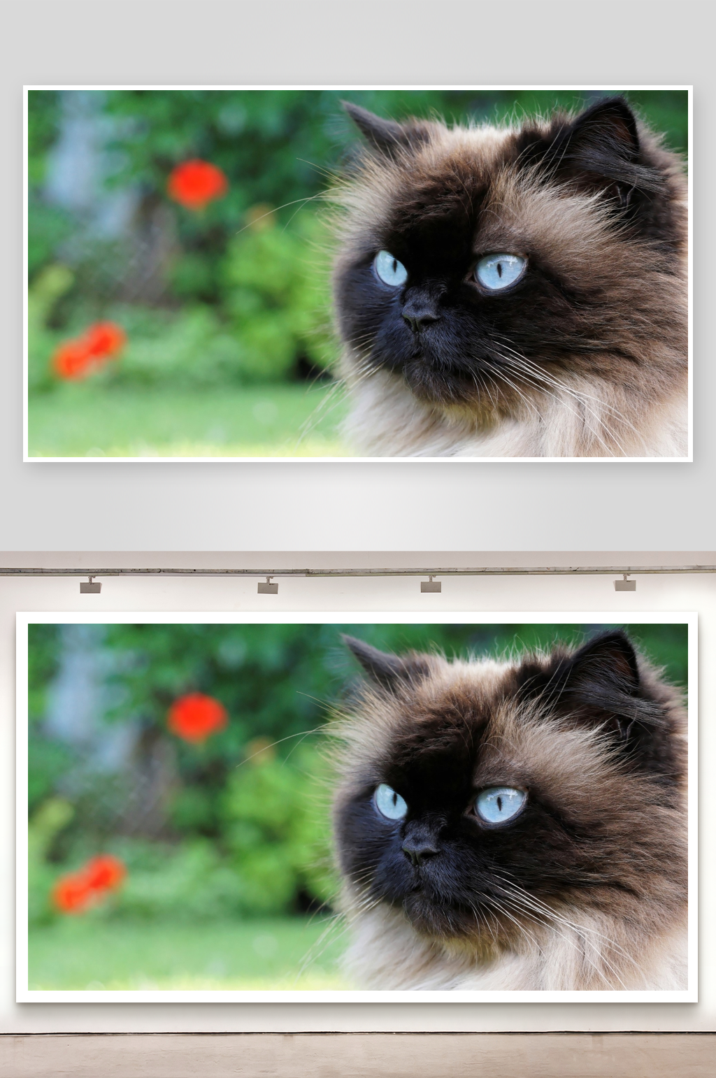 蓝眼暹罗猫户外特写素材