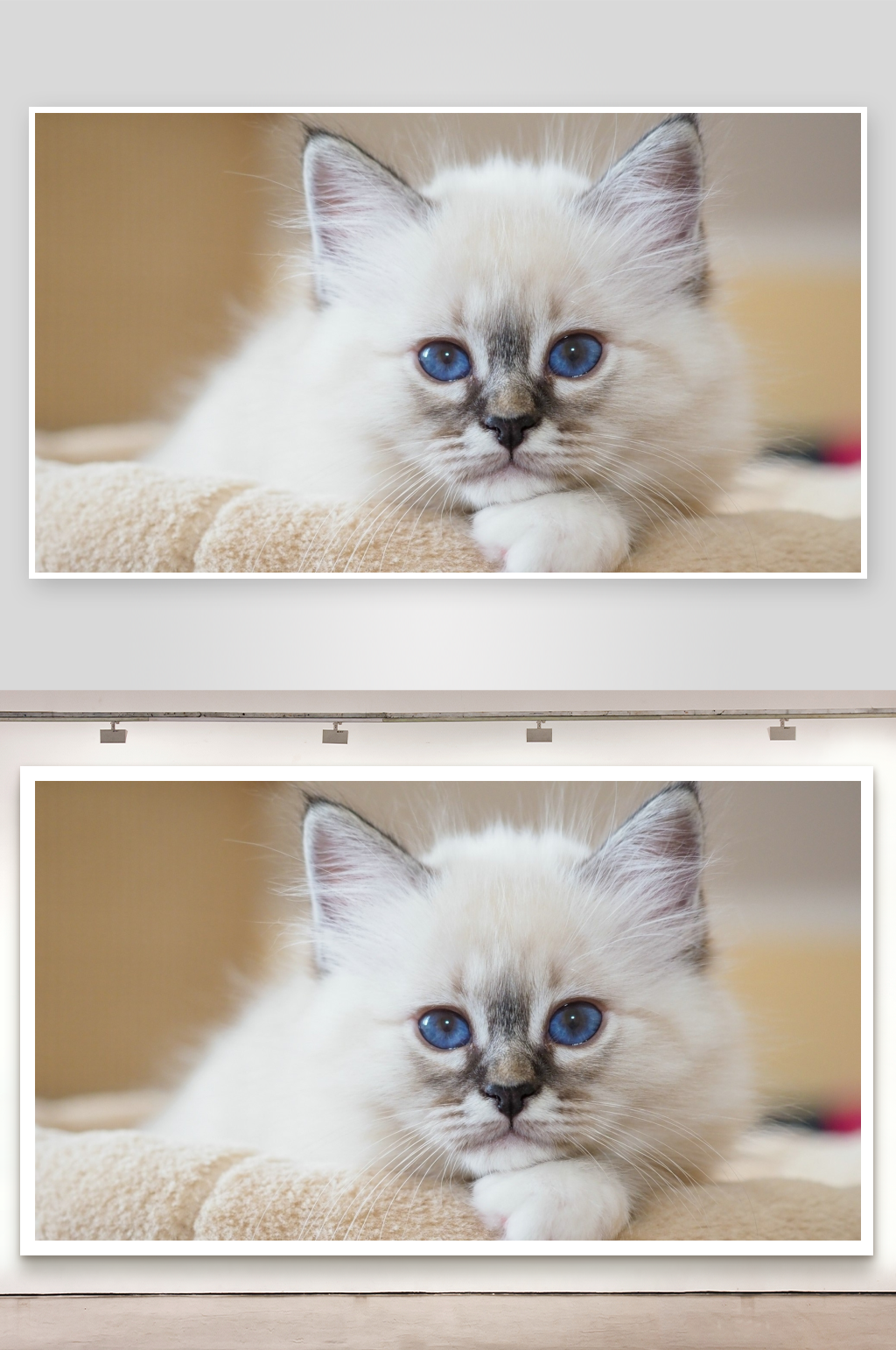 蓝眼白猫幼崽静卧特写素材