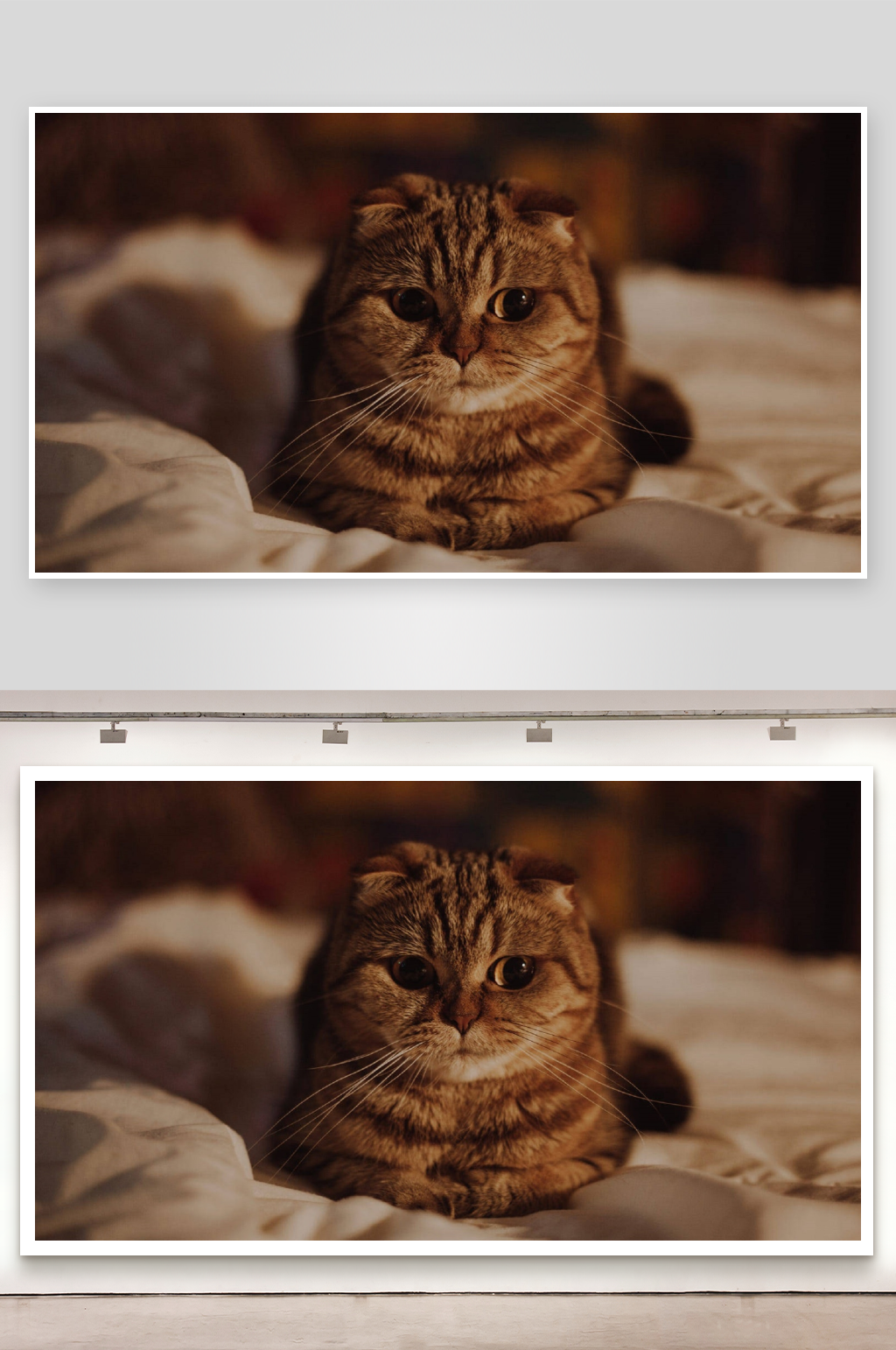 虎斑猫静卧床上照片摄影素材