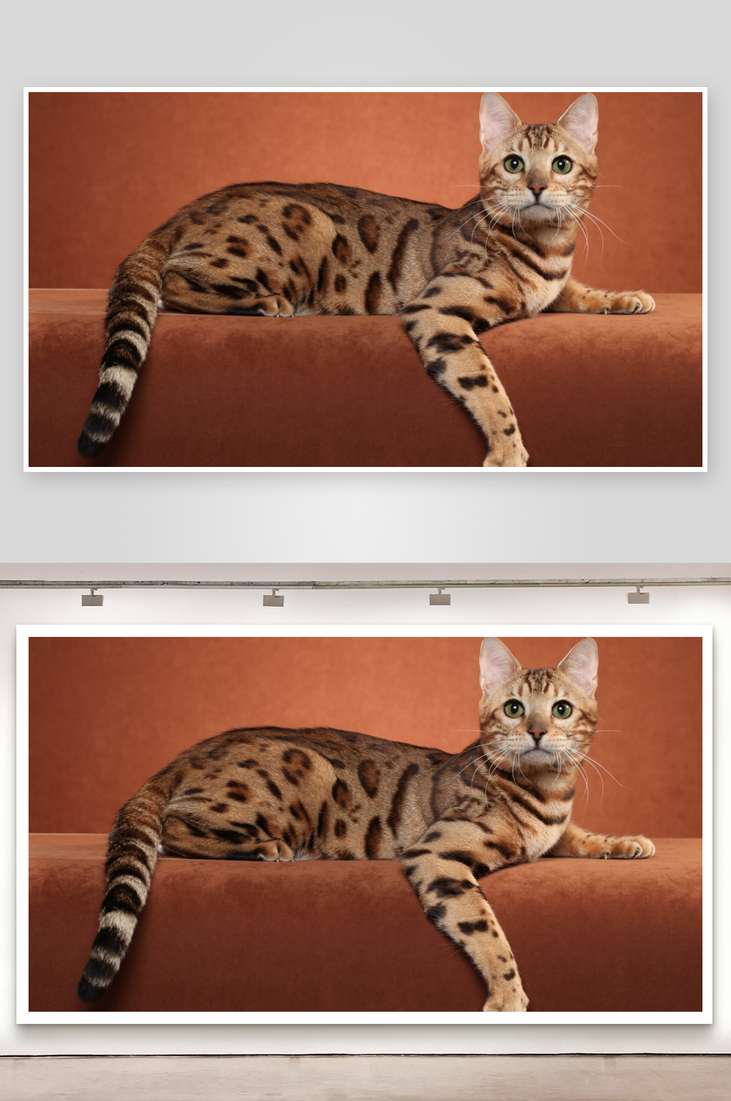 豹纹猫静卧于橙色背景素材