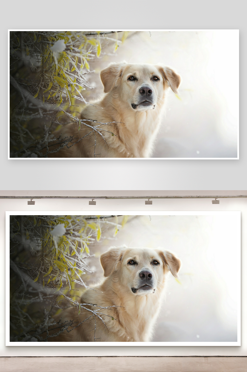 金毛犬在树丛中凝视素材