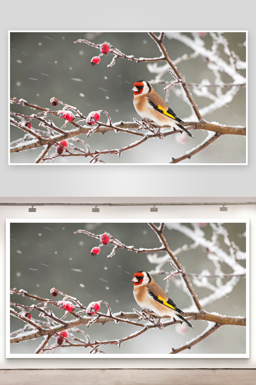 金翅雀栖息雪枝觅食素材