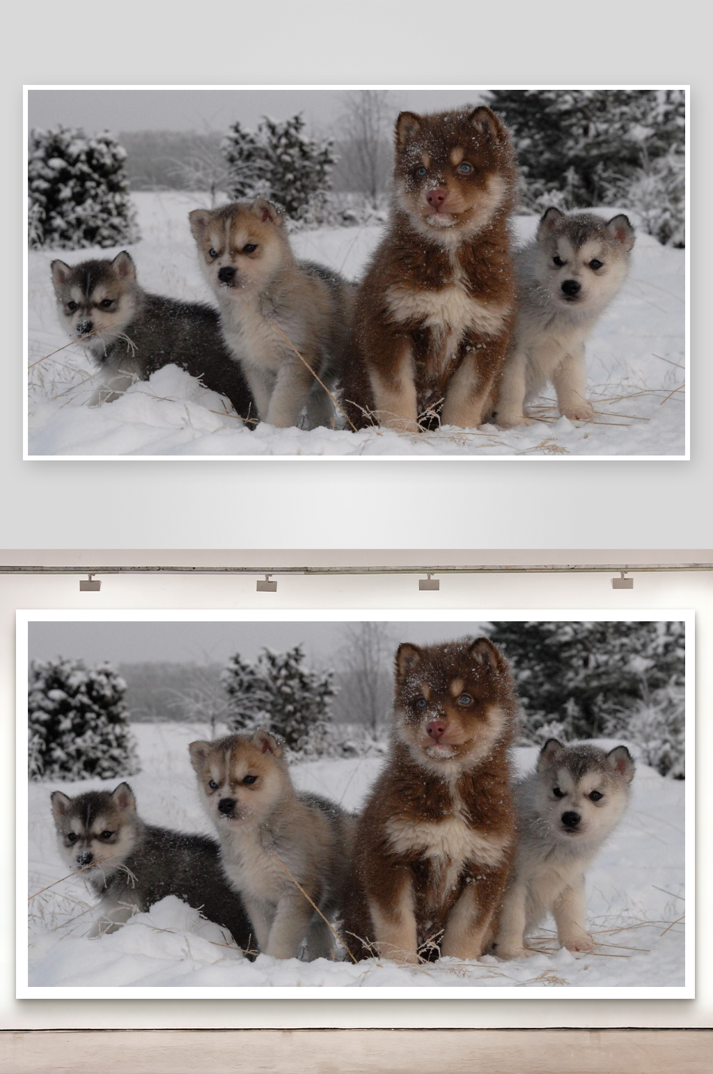 雪地中的四只幼犬素材