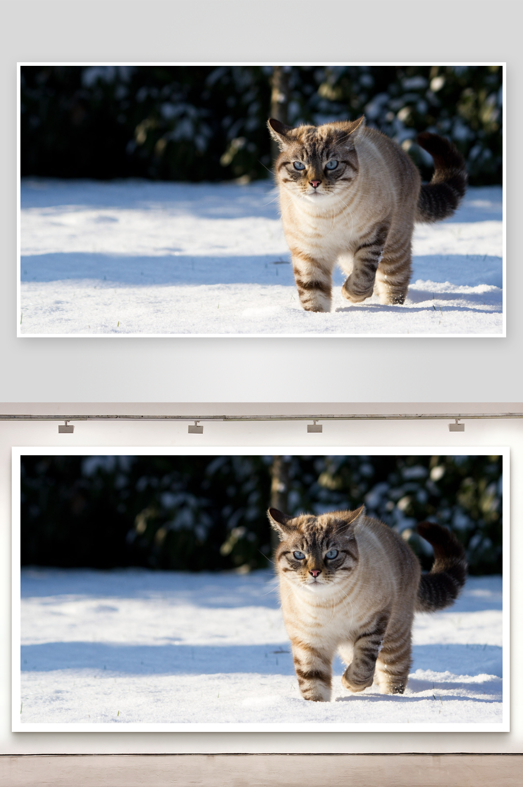雪地中的虎斑猫行走素材