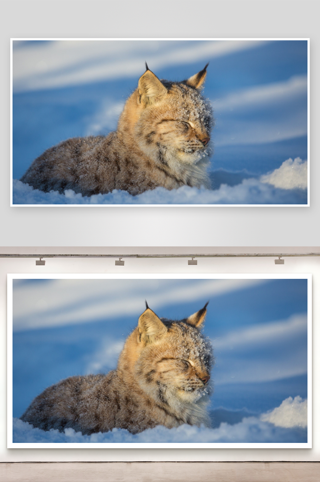 雪地中的野猫静卧素材