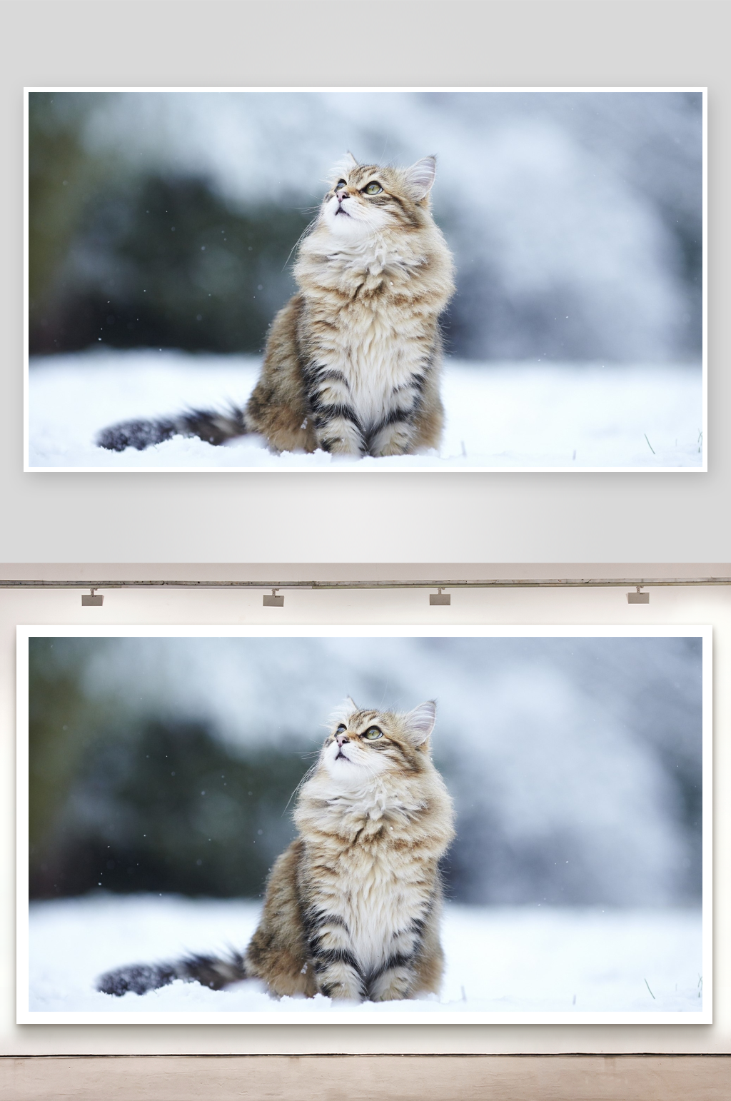 雪地中的长毛猫凝视天空素材