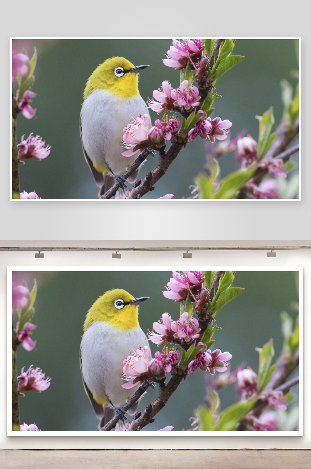 黄腹小鸟栖息于花枝素材