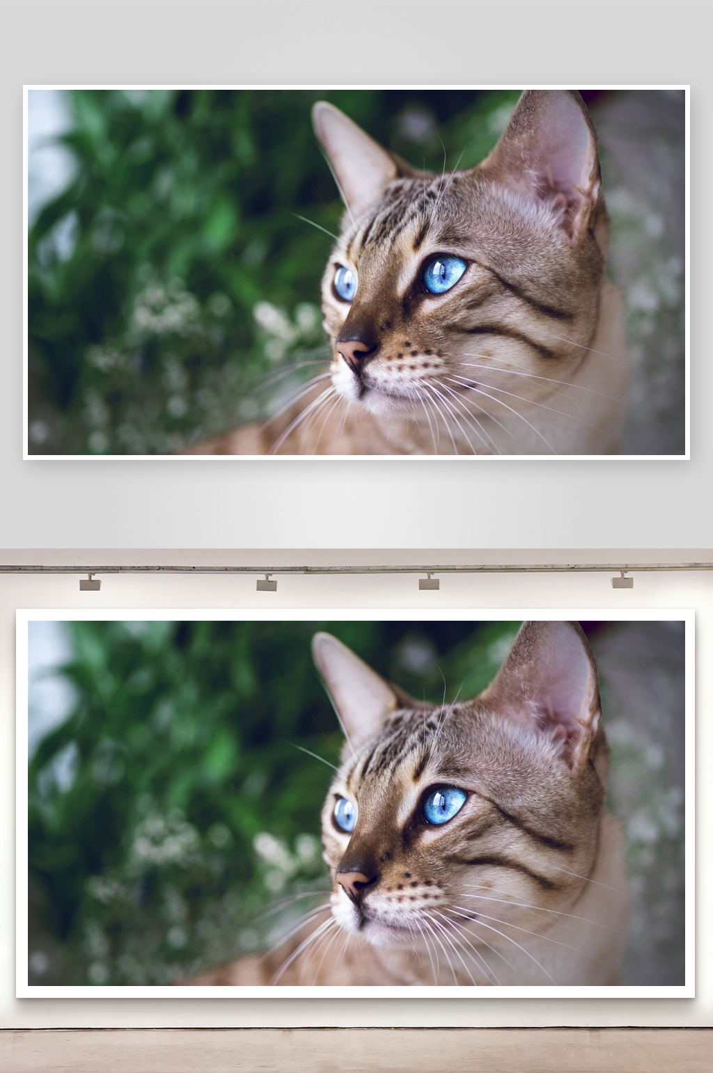 蓝眼虎斑猫侧脸特写素材
