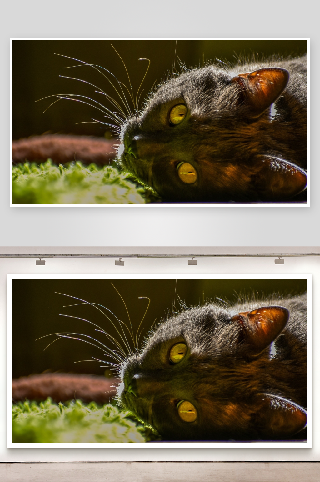 黑猫侧卧草地凝视素材