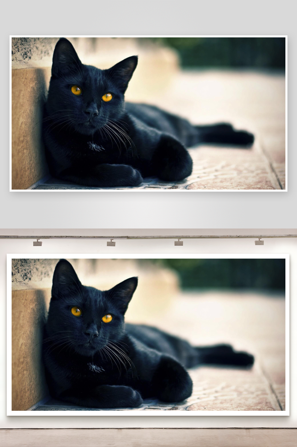 黑猫倚墙静卧照片摄影素材