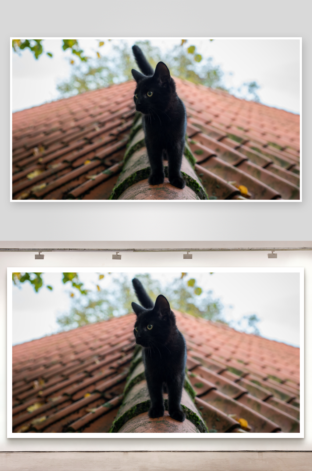 黑猫站在屋顶瓦片上素材