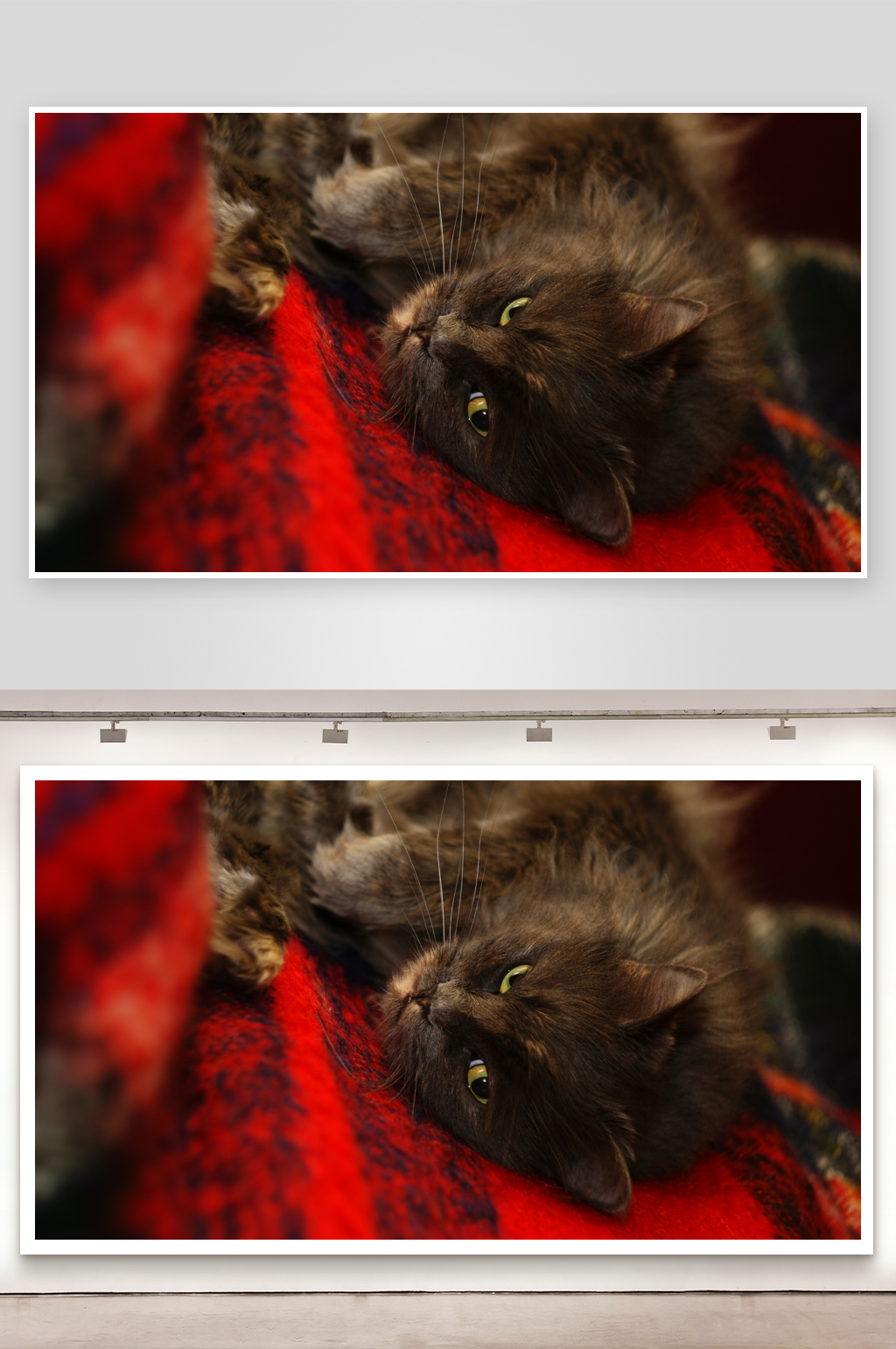 黑猫躺在红色毯子上素材