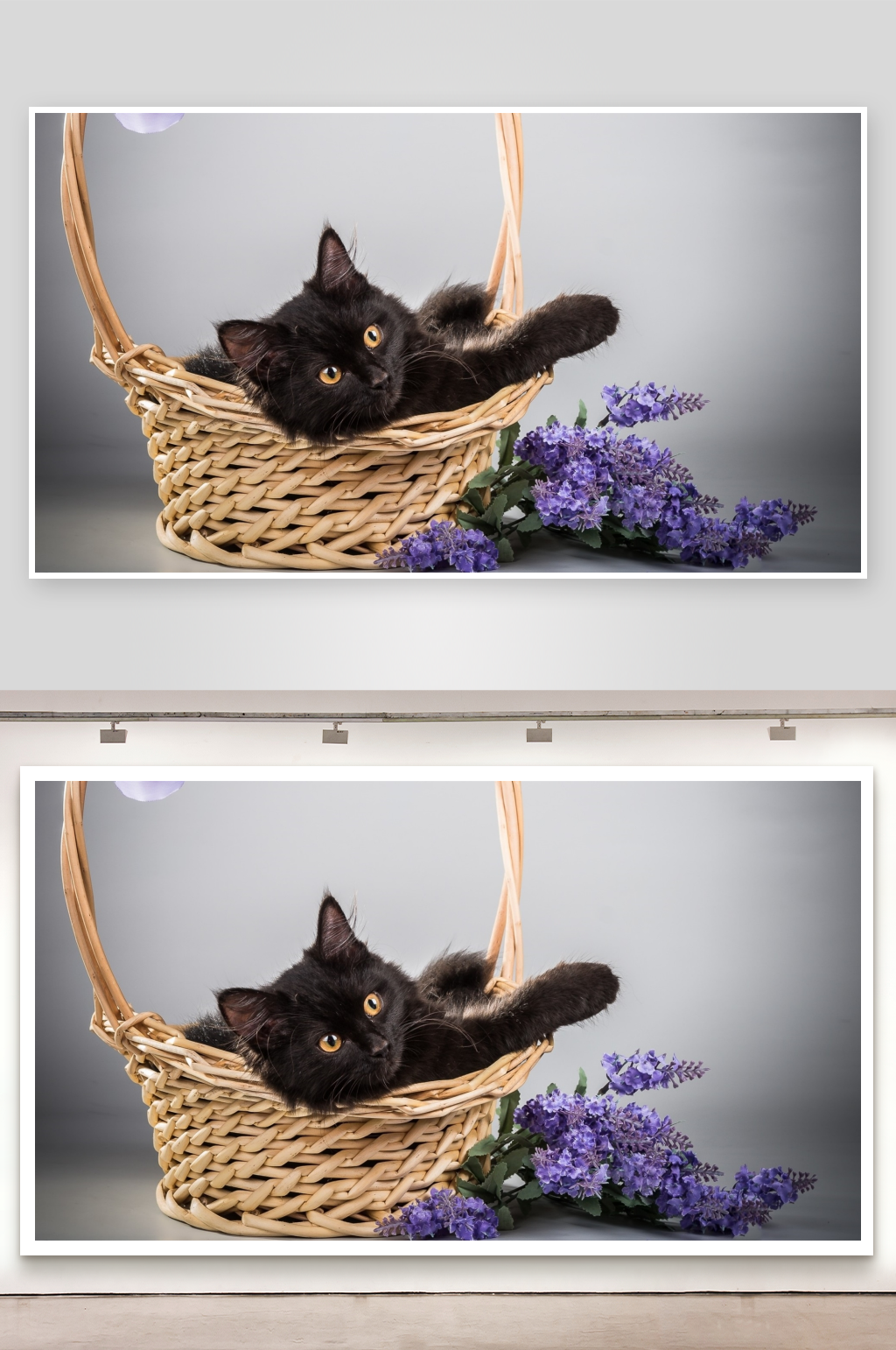 黑猫躺在藤篮中照片摄影素材