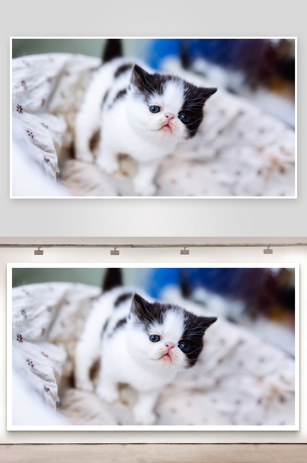 黑白小猫蜷缩在毯子上素材
