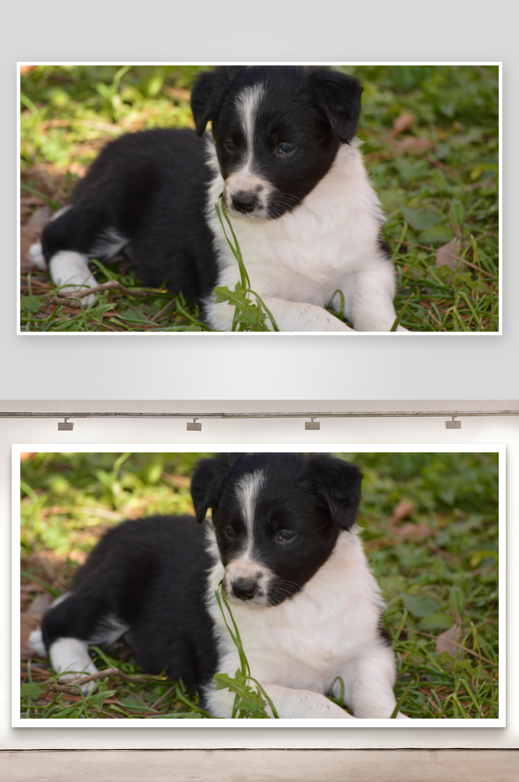 黑白幼犬草地休憩素材