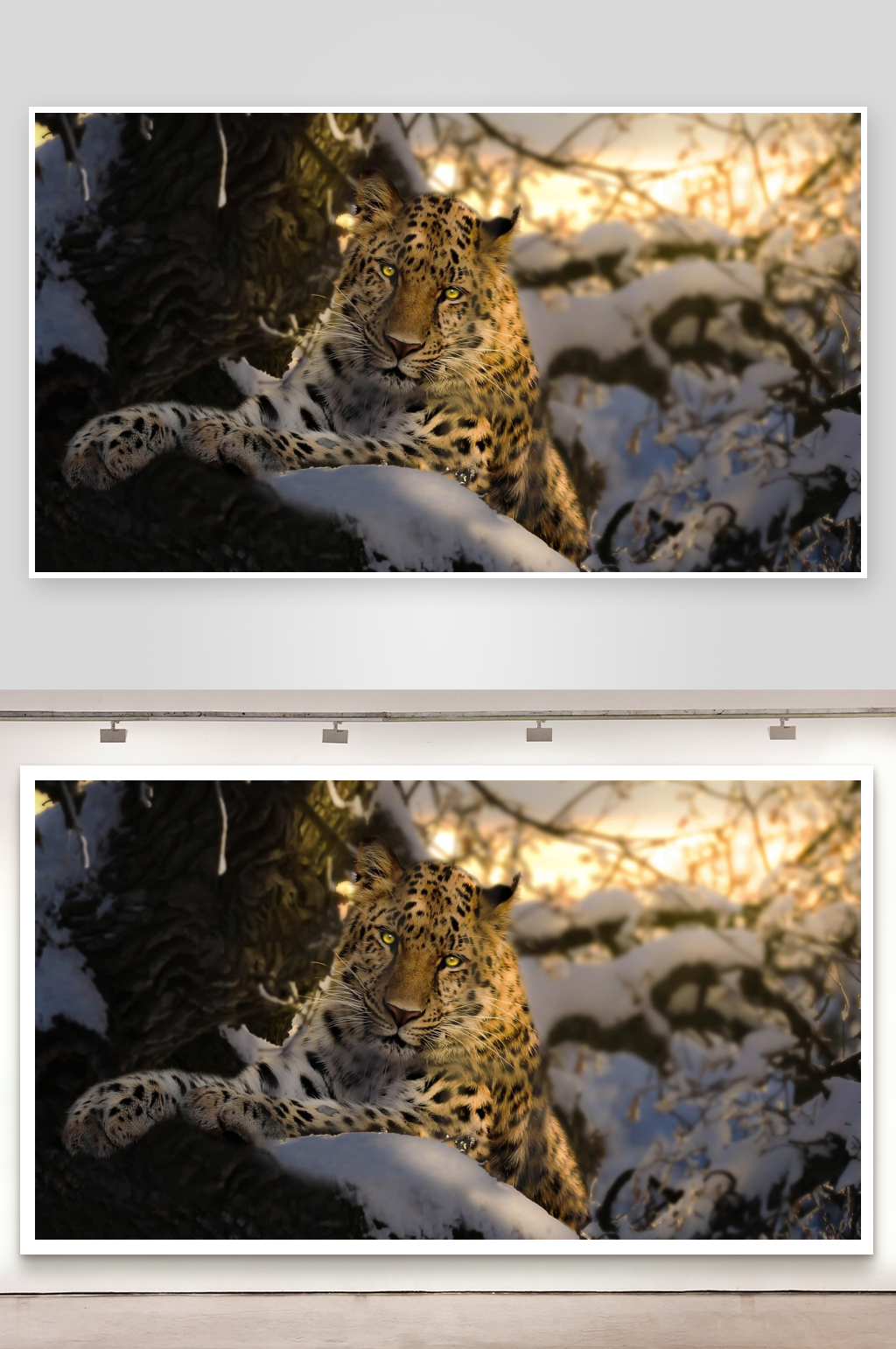 雪地中的豹子静卧素材