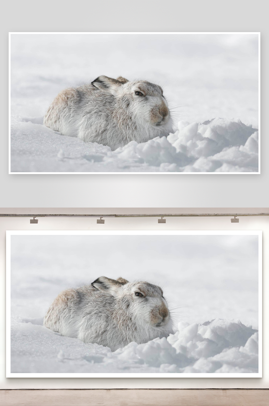 雪地中的野兔静卧素材