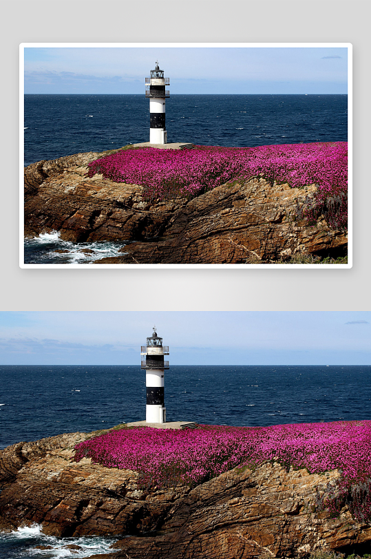 灯塔旁的粉花海岸-众图网