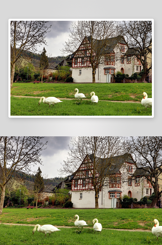 白鹅漫步庭院红木建筑-众图网