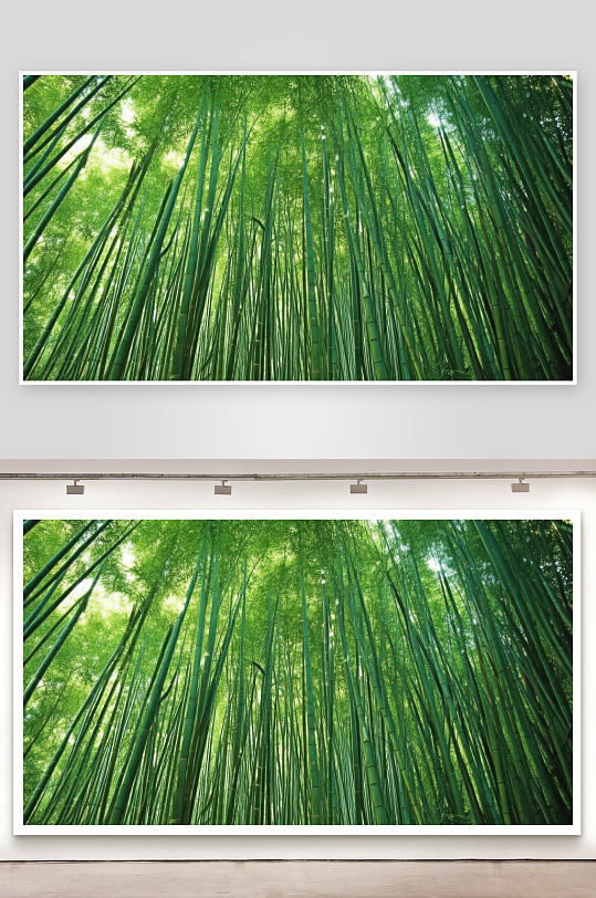 竹林深处清风送凉意图片-众图网