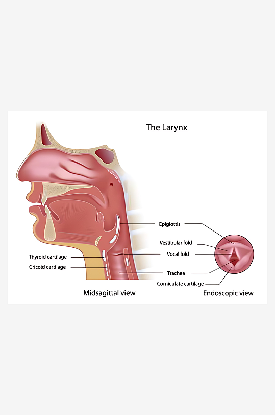 医学医疗人体示意图-众图网