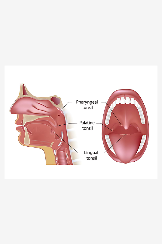 医学医疗人体示意图-众图网