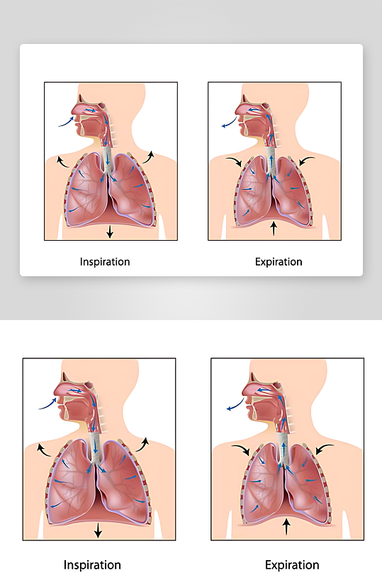 医学医疗人体示意图-众图网