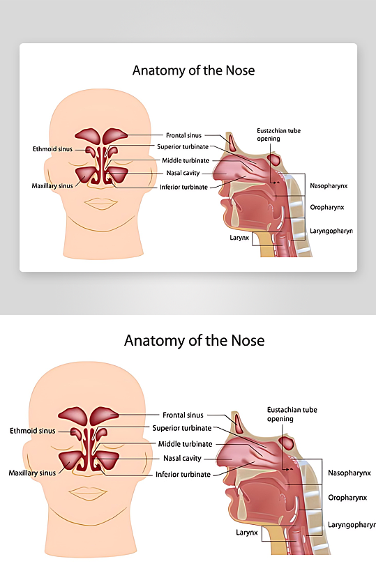 医学医疗人体示意图-众图网