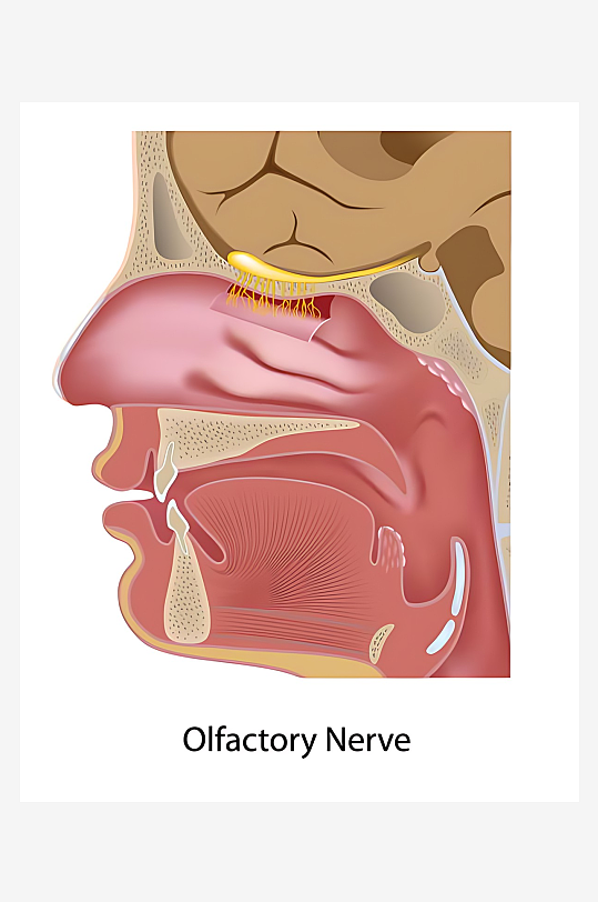 医疗医学人体示意图-众图网