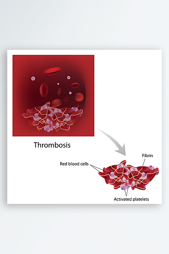 医疗医学人体示意图-众图网
